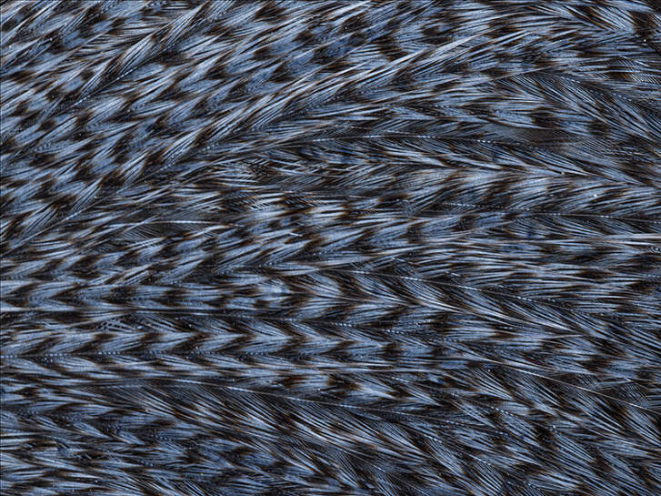 HAHNENBALG GRIZZLY PRO TYER hotfly - blue dun