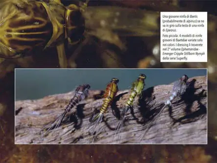 Metamorphosis I