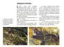 Metamorphosis I