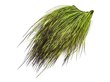 PECCARY PATCH hotfly
