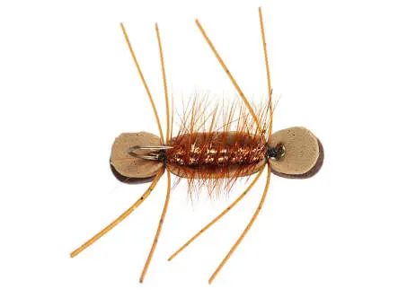Tonis Bright Brown Superb Chernobyl Ant 8