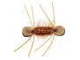 Tonis Bright Brown Superb Chernobyl Ant 8
