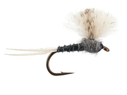 CDC Grey Baetis
