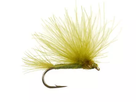 CDC Splitwing Olive