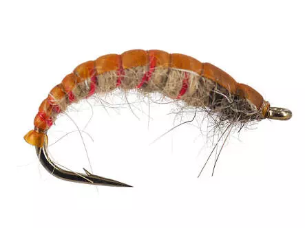 Czech Red Ribber