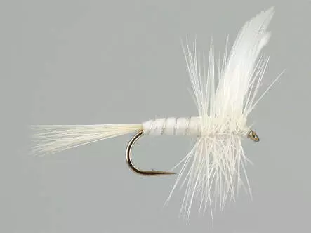 White Miller