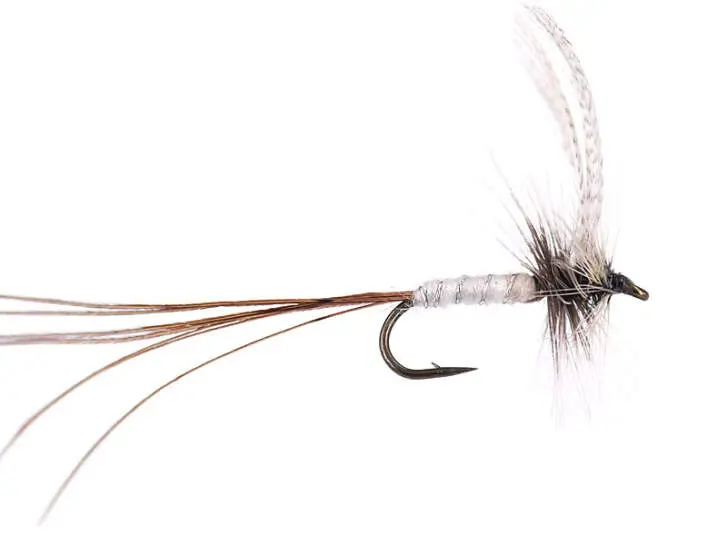 White Long Tailed Mayfly