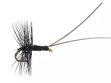 Midge Pupa Black