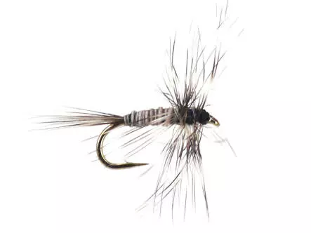 Mosquito Larva