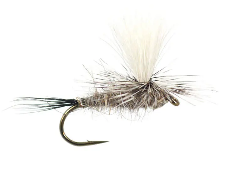 Hares Ear Parachute Superb