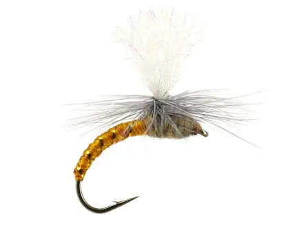 Klinkhamer Dark Yellow