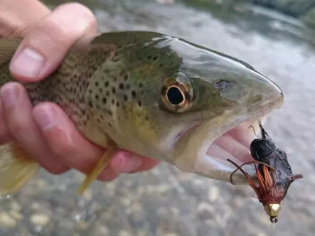 Brown Competition Zuddled Muddler