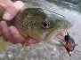 Brown Competition Zuddled Muddler